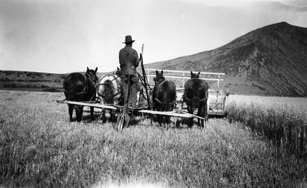 One b/w photograph of a man driving a team of horses that is pushing a grain header, that cut and bound the grain. The photo is from the Gerbaz Ranch, and the man is identified as J.J. Gerbaz. 1920- (binding oats)